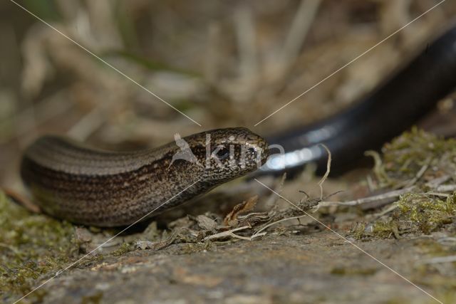 Hazelworm (Anguis fragilis)