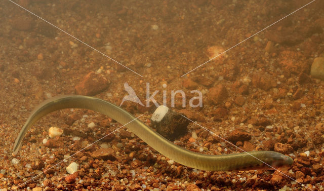 Brook Lamprey (Lampetra planeri)