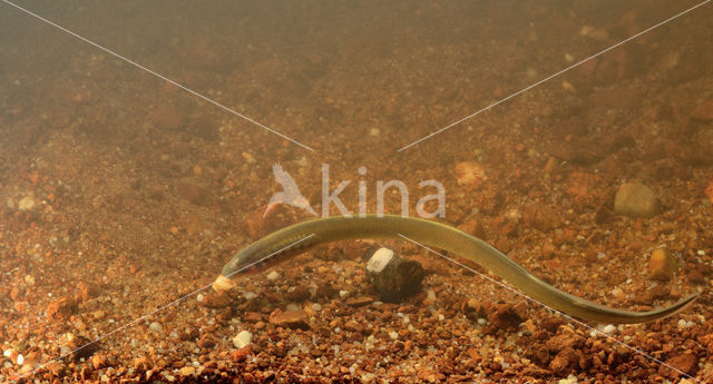 Brook Lamprey (Lampetra planeri)