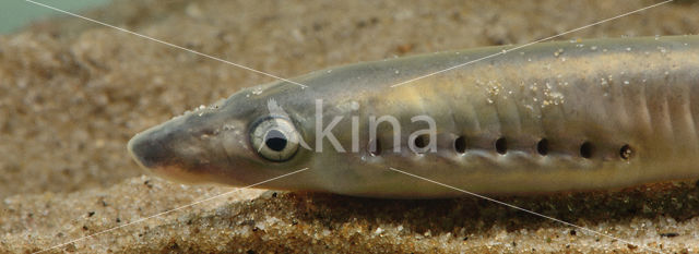 Brook Lamprey (Lampetra planeri)