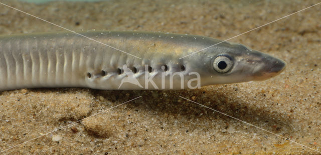 Brook Lamprey (Lampetra planeri)