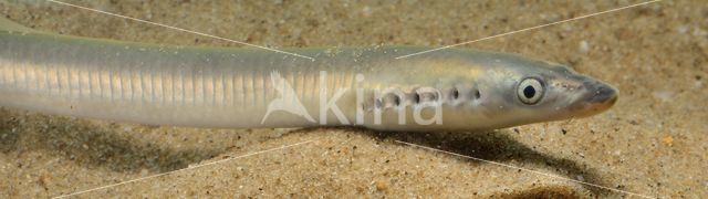 Brook Lamprey (Lampetra planeri)