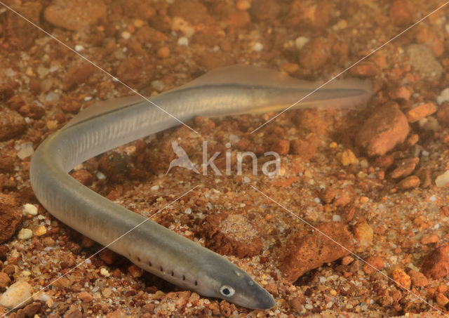 Brook Lamprey (Lampetra planeri)