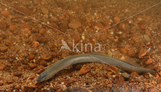 Brook Lamprey (Lampetra planeri)