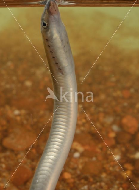 Brook Lamprey (Lampetra planeri)