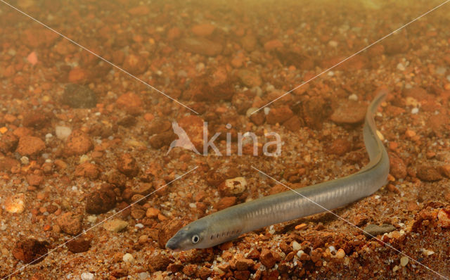 Brook Lamprey (Lampetra planeri)