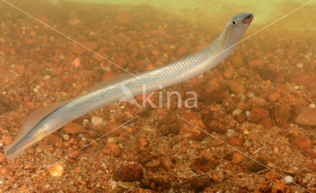 Brook Lamprey (Lampetra planeri)