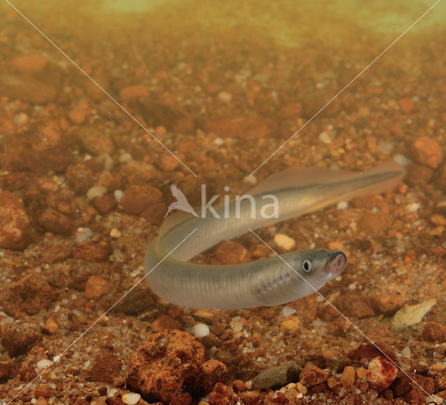 Brook Lamprey (Lampetra planeri)