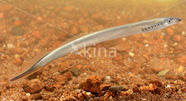 Brook Lamprey (Lampetra planeri)