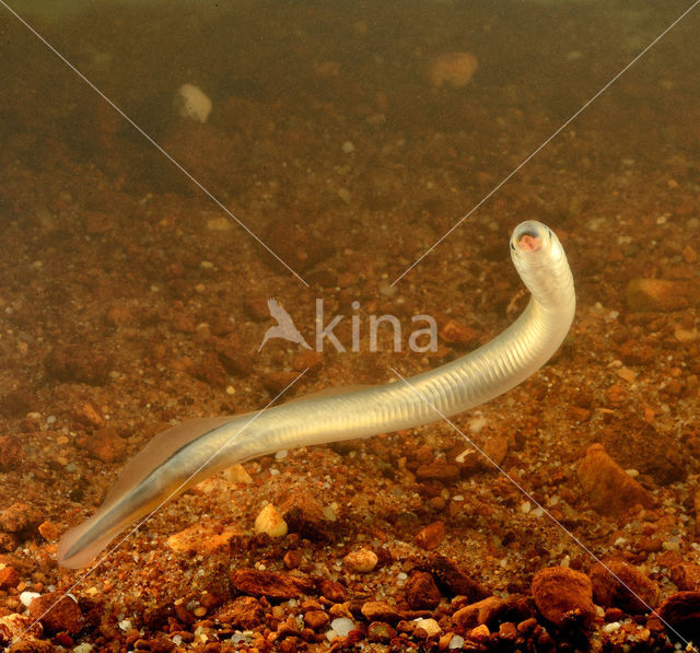 Brook Lamprey (Lampetra planeri)