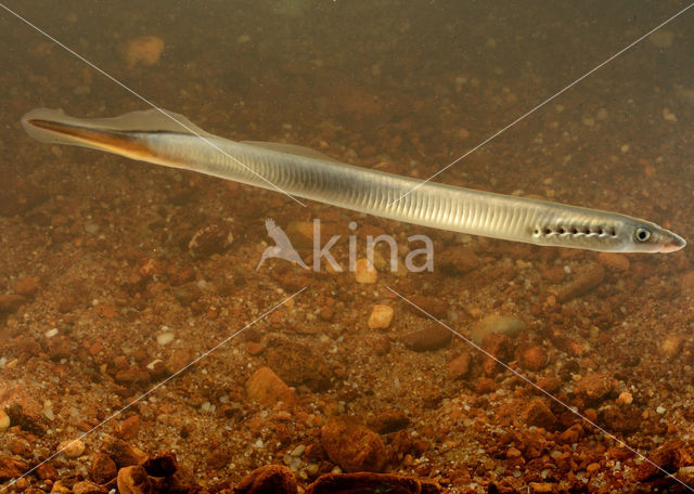 Brook Lamprey (Lampetra planeri)