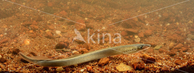 Brook Lamprey (Lampetra planeri)