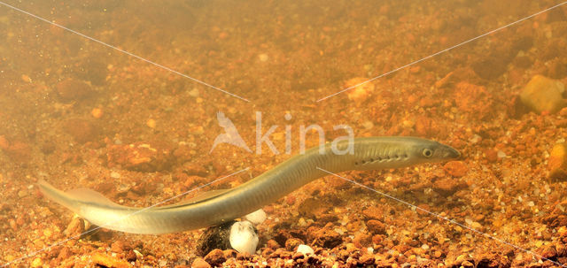 Brook Lamprey (Lampetra planeri)