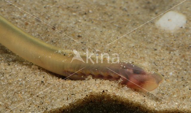 Brook Lamprey (Lampetra planeri)