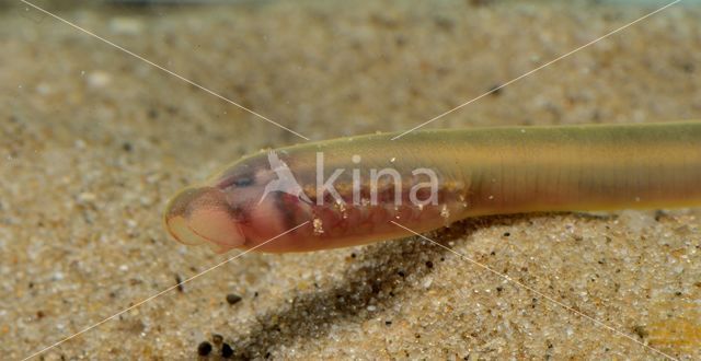 Brook Lamprey (Lampetra planeri)