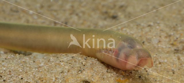 Brook Lamprey (Lampetra planeri)