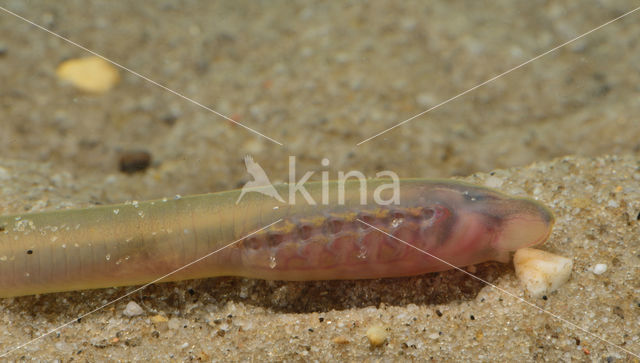 Brook Lamprey (Lampetra planeri)