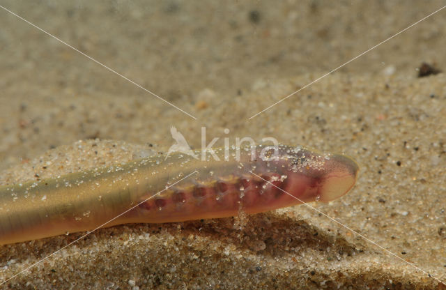 Brook Lamprey (Lampetra planeri)