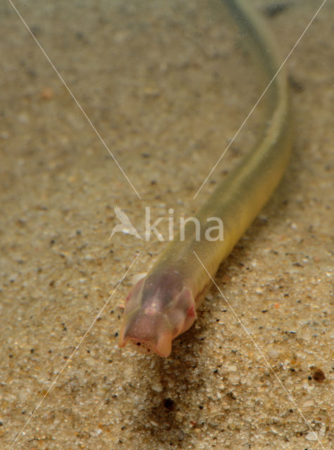 Brook Lamprey (Lampetra planeri)