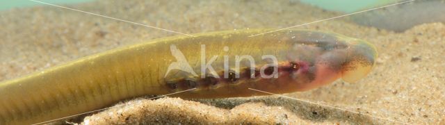 Brook Lamprey (Lampetra planeri)