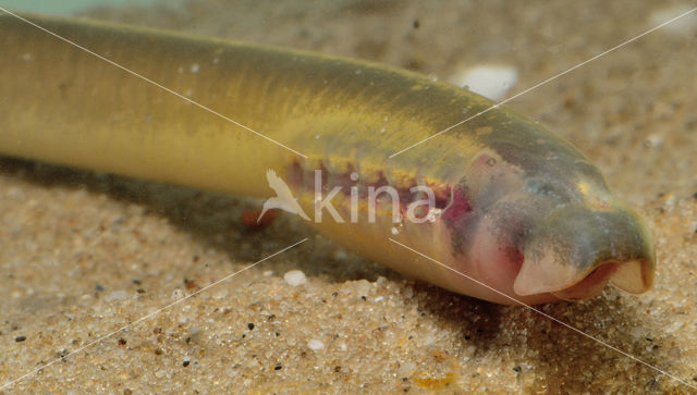 Brook Lamprey (Lampetra planeri)