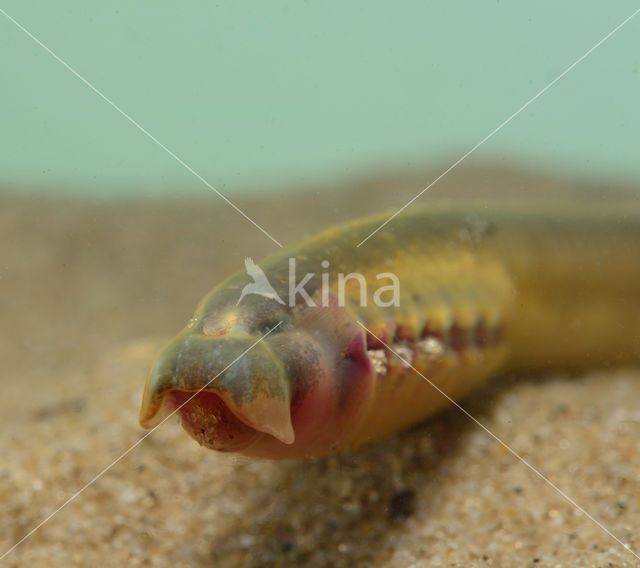 Brook Lamprey (Lampetra planeri)