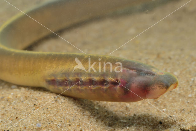 Brook Lamprey (Lampetra planeri)