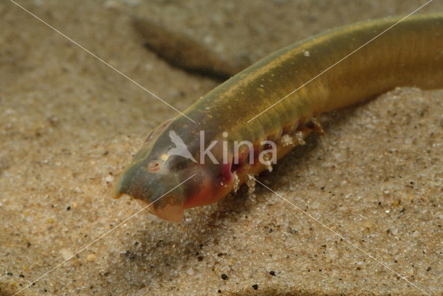 Brook Lamprey (Lampetra planeri)