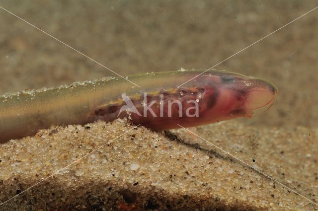 Brook Lamprey (Lampetra planeri)