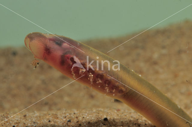 Brook Lamprey (Lampetra planeri)