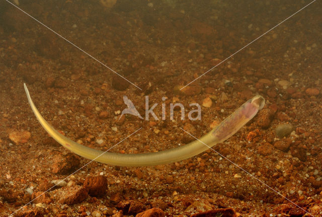 Brook Lamprey (Lampetra planeri)