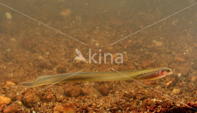Brook Lamprey (Lampetra planeri)