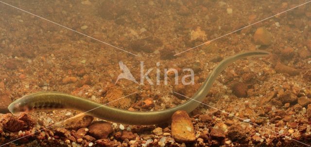 Brook Lamprey (Lampetra planeri)