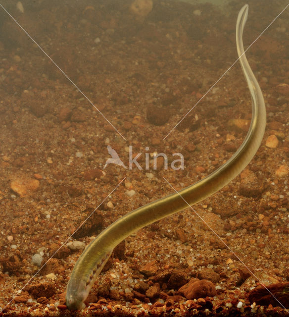 Brook Lamprey (Lampetra planeri)