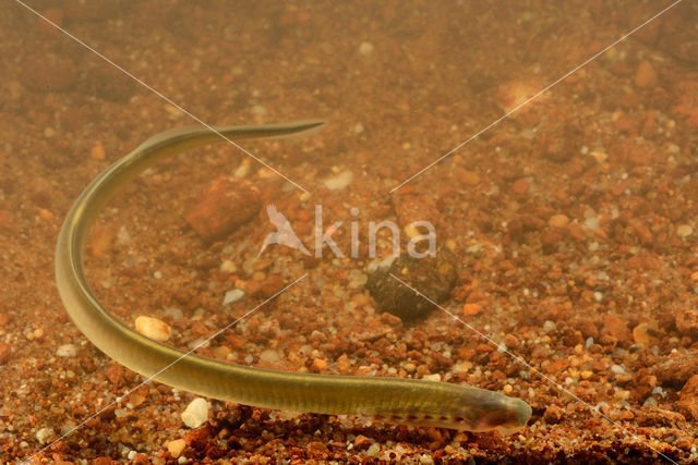 Brook Lamprey (Lampetra planeri)