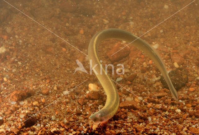 Brook Lamprey (Lampetra planeri)