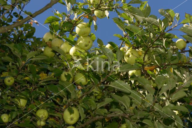 Apple (Malus domesticus)