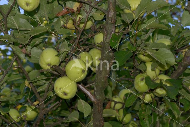 Apple (Malus domesticus)