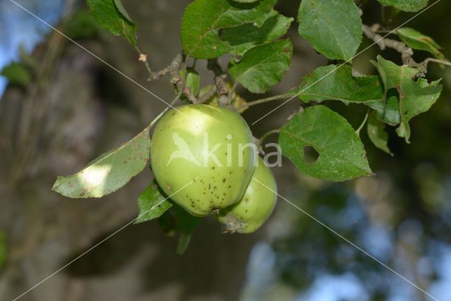 Apple (Malus domesticus)