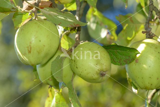 Apple (Malus domesticus)