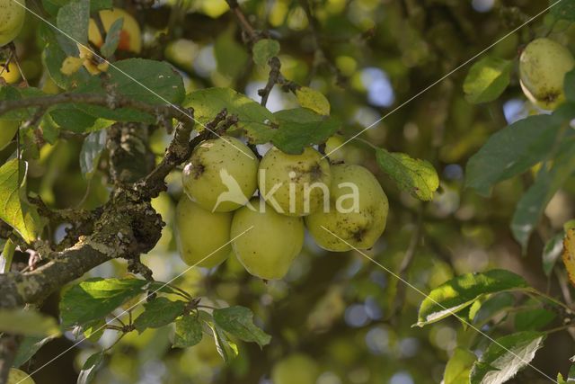 Apple (Malus domesticus)