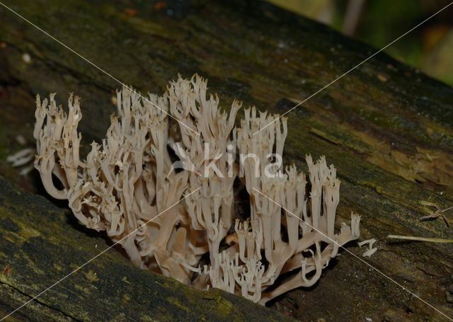 Upright coral (Ramaria stricta)