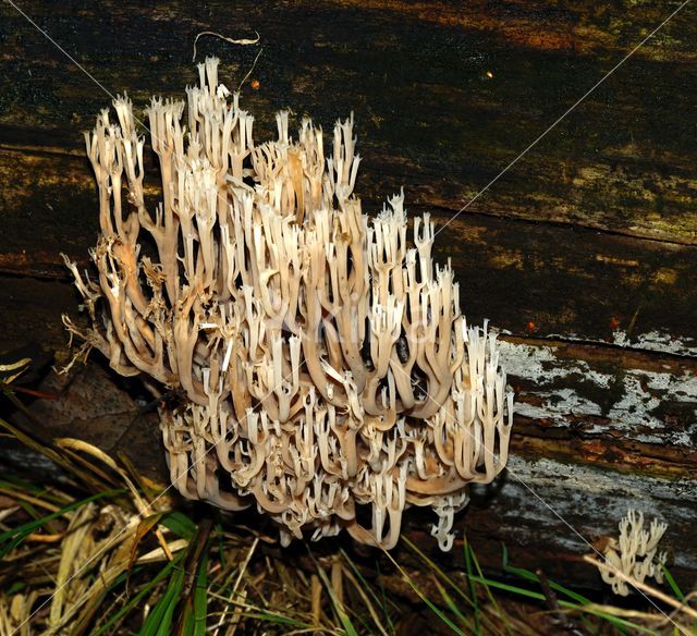 Upright coral (Ramaria stricta)