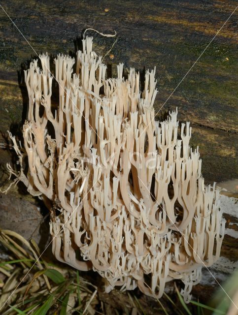 Upright coral (Ramaria stricta)