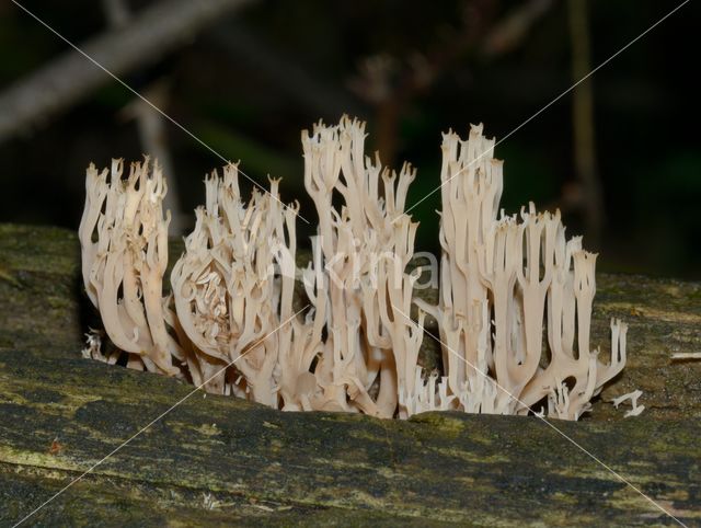 Rechte koraalzwam (Ramaria stricta)