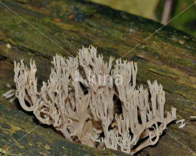 Upright coral (Ramaria stricta)