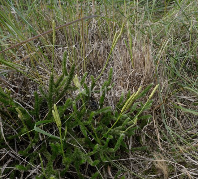 Stag's-horn Clubmoss (Lycopodium clavatum)