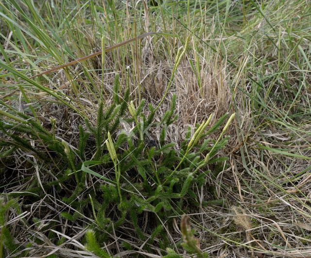 Stag's-horn Clubmoss (Lycopodium clavatum)