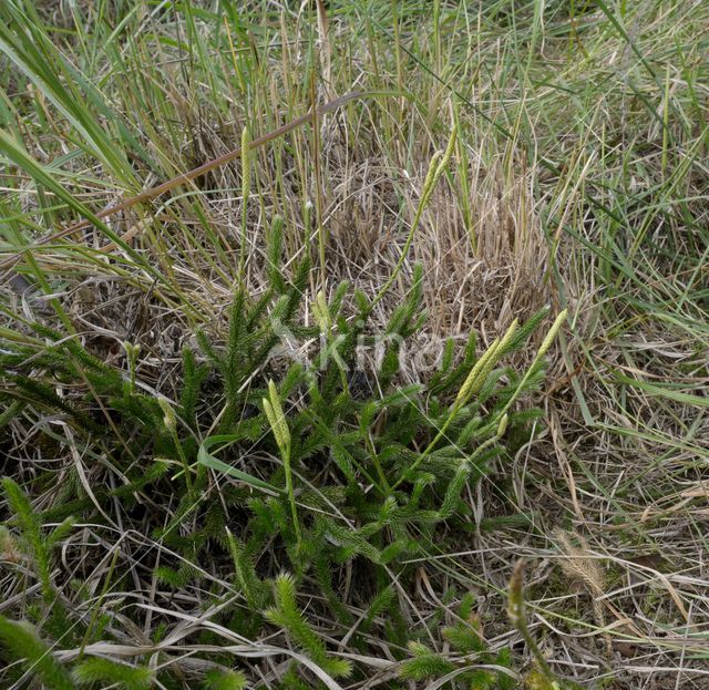 Grote wolfsklauw (Lycopodium clavatum)