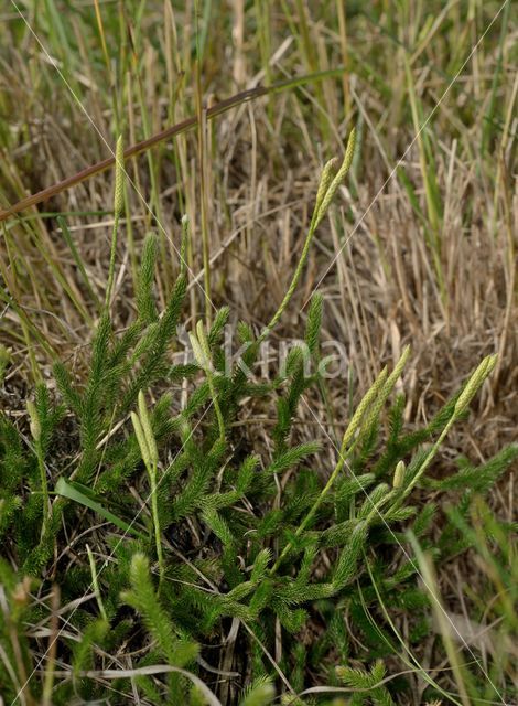 Grote wolfsklauw (Lycopodium clavatum)